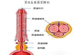 阴茎严重弯曲如何是好呢
