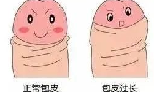 包皮的作用